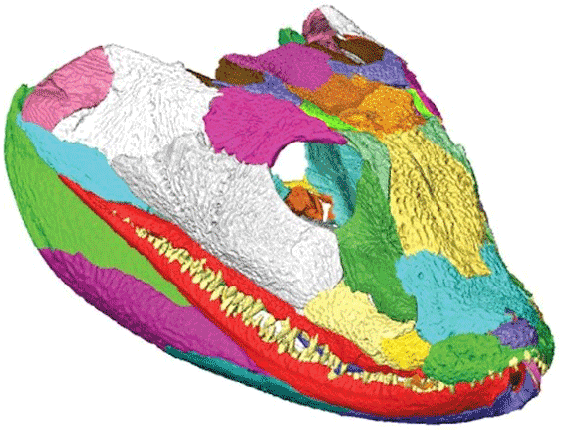 Figure 1. Acanthostega skull from Porro et al. 2015 showing lack and presence of the intertemporal. 