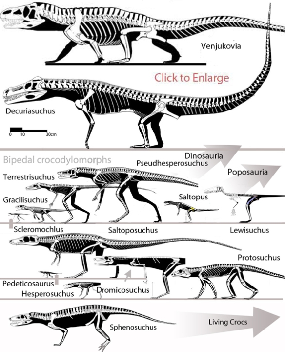 Figure 2. Basal crocs. Decuriasuchus and Gracilisuchus are found in both croc and dino lineages.