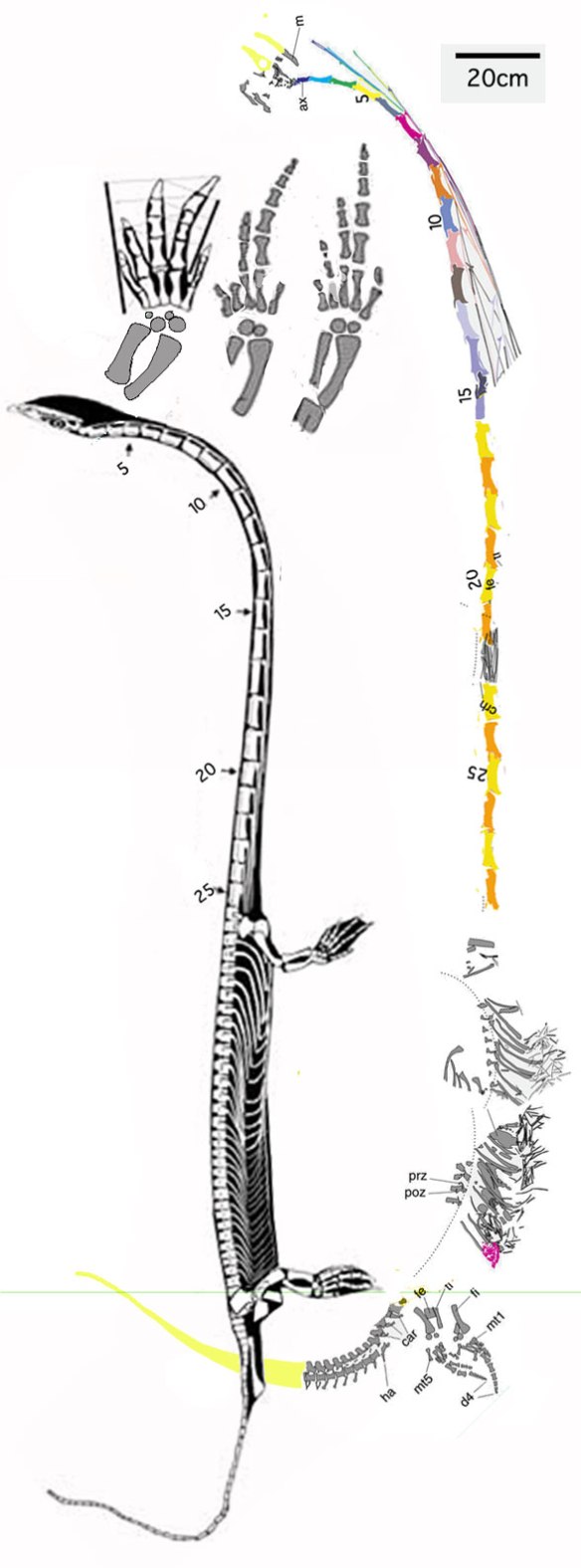 Figure 1. The new Dinocephalosaurus has traits the holotype does not, like a longer neck with more vertebrae, a robust tail with deep chevrons and a distinct foot morphology with an elongate pedal digit 4.