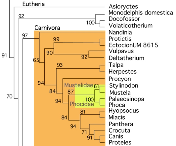 Figure 2. Subset of the LRT showing the Carnivora nesting at the base of the Eutheria (placental mammals). 