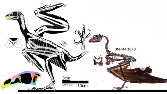 Two specimens attributed to Sapeornis, that nest together in the LRT. IVPPP V13276 is larger and more robust. DNHM-F3078 has a juvenile bone texture. Gao et al 2012 considered these two conspecific. 