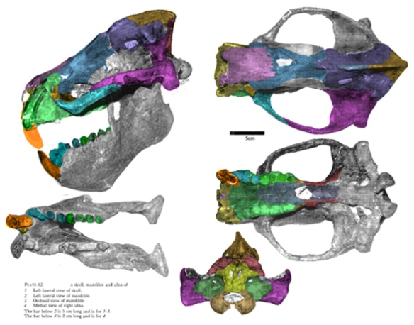 Figure 1. Stylinodon skull. Note the transverse premaxilla, a trait of the Carnivora.