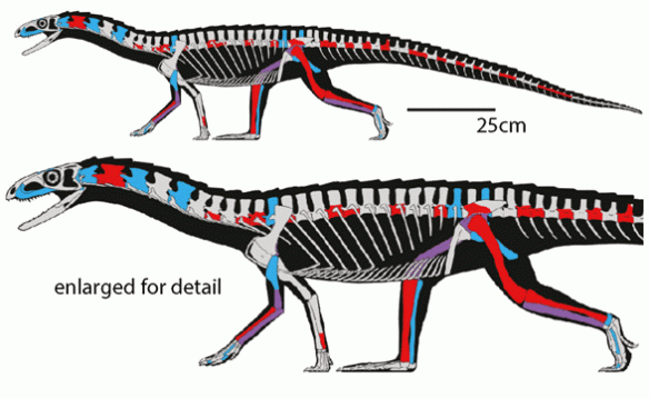 Figure 2. The chimaera created by several specimens attributed to Telocrater. Even if all these piece do fit together like Nesbitt et al. indicate, Telocrater is closer to Yarasuchus and Ticinosuchus than it is to the last common ancestor of Archosauria. 
