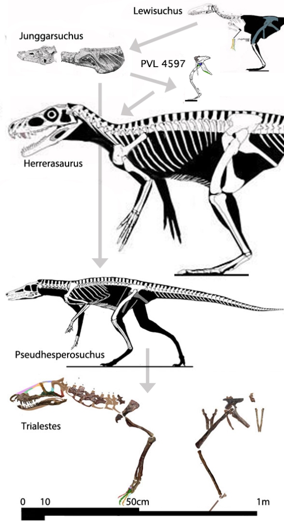 Figure 1. Members of the Junggarsuchus clade were derived from a sister to the basal crocodylomorph, Lewisuchus and produced one line that includes Pseudhesperosuchus and Trialestes. The other line produced dinosaurs. These taxa are shown to scale. Note the evolution from a bipedal configuration to a quadrupedal stance.