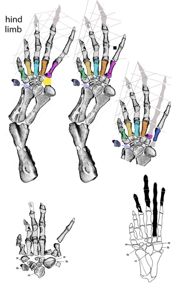 Figure 1. Tulerpeton pes reconstruction options using published images of the in situ fossil. 