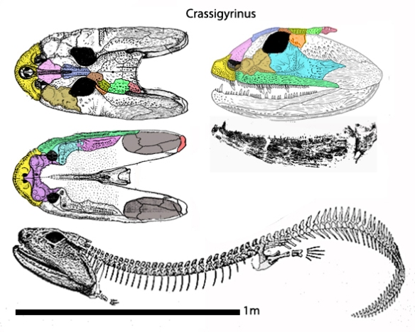 Figure 5. Crassigyrinus has little to no neck.