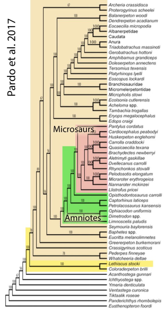 Figure 2. Pardo et al. cladogram nesting Lethiscus between vertebrates with fins and vertebrates with fingers. They also nest microsaurs as amniotes (reptiles). None of this is supported by the LRT. 