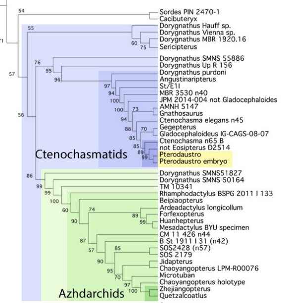 Fig. 5. Subset of the LPT focusing on Dorygnathus clades that evolved to become ctenochasmatids and azhdarchids. This is what you get when don't exclude taxa the way Codorniú did. 