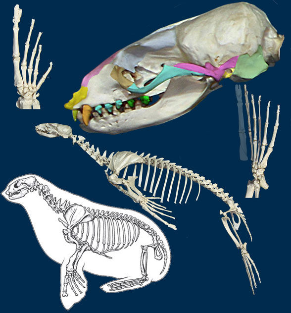 Figure 3. Zalophus, an otariid seal, is most closely related to Hyoposodus among tested taxa in the LRT