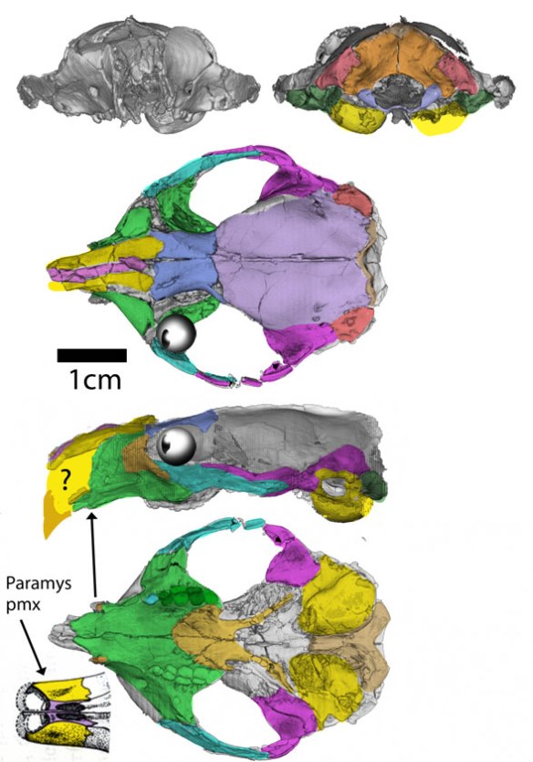 Figure 2. The skull of Ignacius nests with other rodents, not plesiadapiformes. 