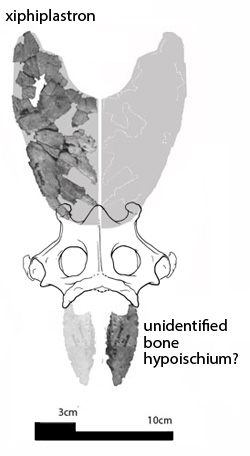 Figure 10. The unidentified bone from Gaffney 19xx here imagined as the half of hypoischium attached to the posterior ischium. 