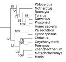 FIgure 1. Subset of the LRT focusing on the primate/bat clade. Rooneyia nests between lemurs and higher primates. 