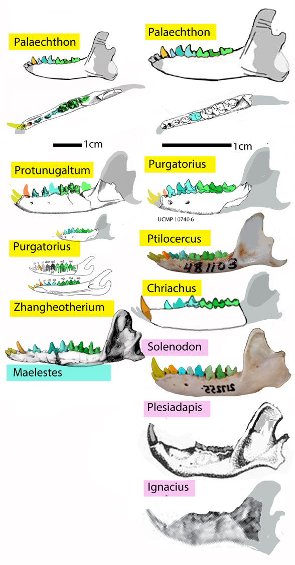 Figure 1. Purgatorius compared to other basal and often Paleocene mammals.