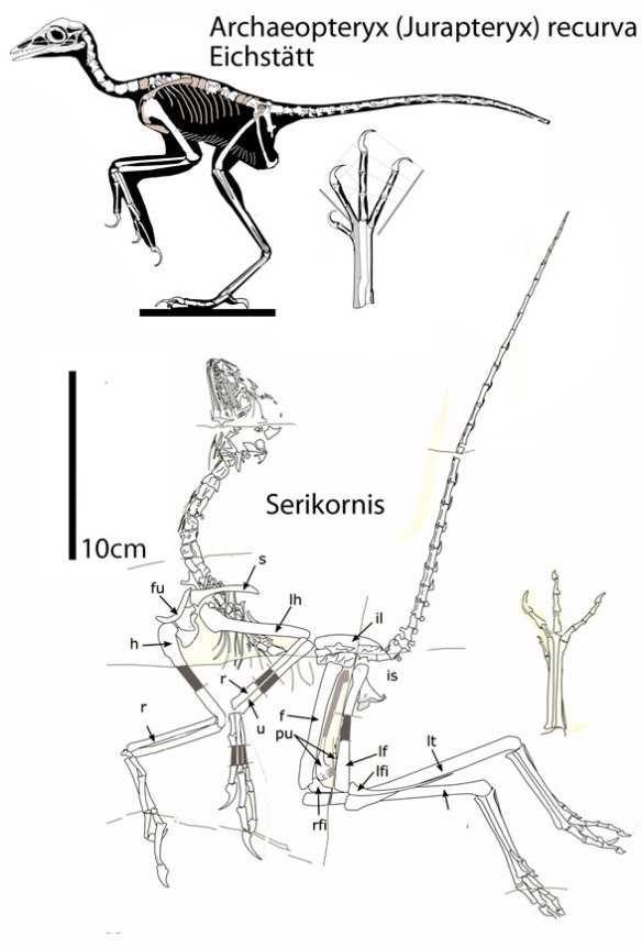 Figure 1. Serikornis and Jurapteryx (Archaeopteryx) recurva to scale. These two nest as sisters in the LRT. 