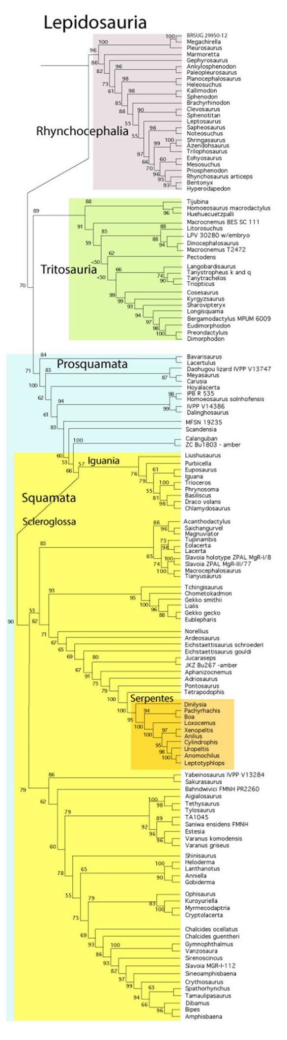 Figure 2. Subset of the large reptile tree focusing on lepidosaurs and snakes are among the squamates.