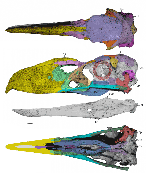 Figure 3. Llallawavis skull in 3 views with DGS identifying bones, many of which are fused to one another. Image from DeGrange et al. with DGS added. Note DeGrange et al. labeled bones but did not delineate sutures. That needs to be done. Here the palatine is shown to be restricted to a small area below the maxilla and the rest is the pterygoid. Note the expansion of the maxilla in the reinforcement of this killing beak.