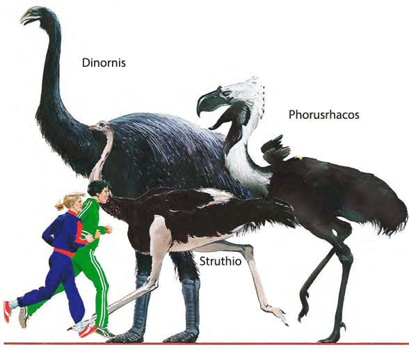 Figure 1. Phorusrhacos to scale with Dinornis, Struthio and Homo.