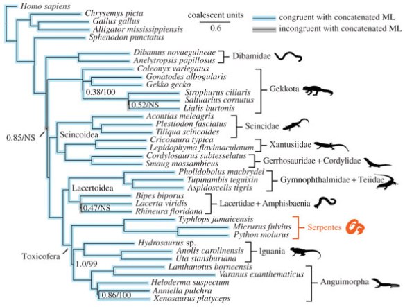 Figure 1. Cladogram of squamates from Streicher and Wiens 2017 highlighting the origin of snakes based on DNA. Unfortunately, only the closely related taxa are correctly nested here. See figure 2 for gradual accumulations of traits in all related taxa. 