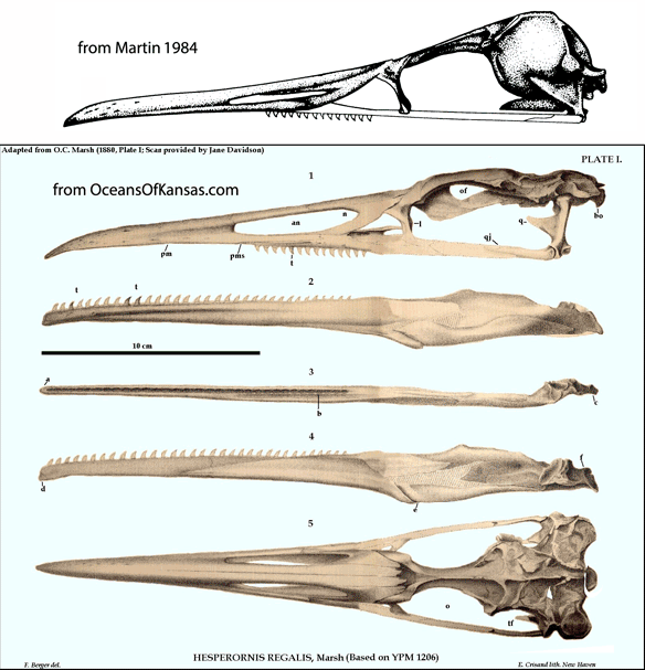 Figure 4. Parahesperornis and Hesperornis skulls with a small traditional maxilla and the a new large one as interpreted here. 