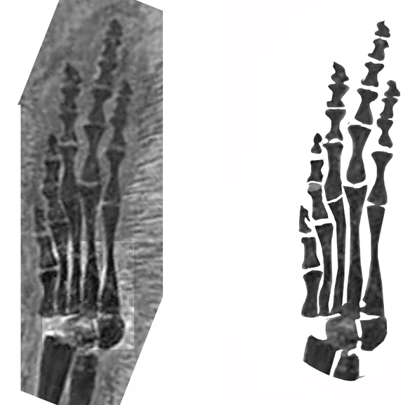 Figure 1. The right pes of Pectodens in situ (left), sans the matrix (right), and rearranged to match sister taxa (center). The question is: is the rearrangement valid? 