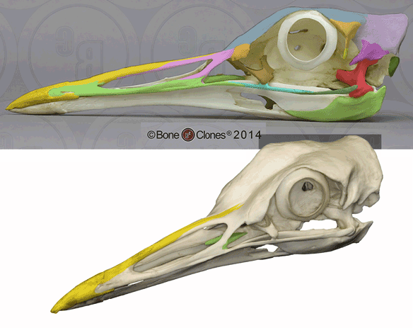 Figure 2. Ardeotis skull. Note the ridge at the posterior cranium. Compare to figure 3, the heron skull is similar. 
