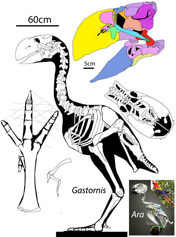 Figure 1. Gastornis (=Diatryma) to scale with Ara the parrot (lower right).