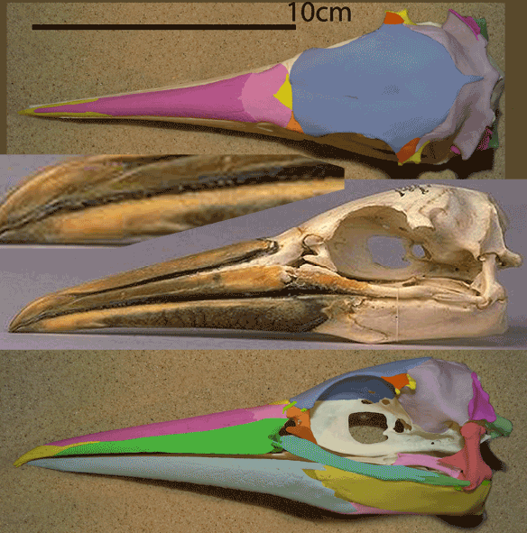 Figure 2. Skull of Morus bassanus the Northern gannet. This taxon is most similar to Pelagornis in the LRT. 