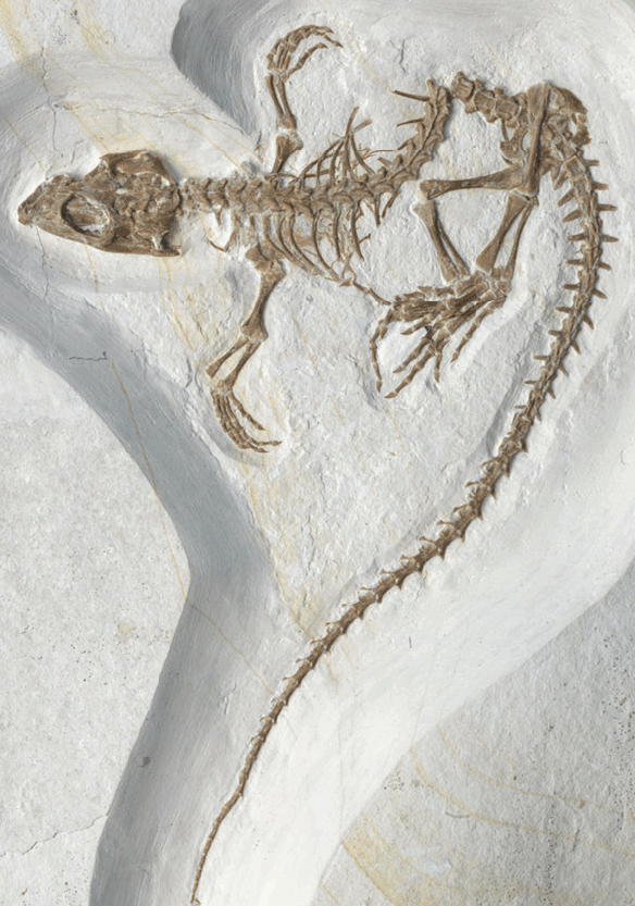 Figure 1. Vadasaurus is a perfectly preserved Solnhofen fossil rhynchocephalian. 