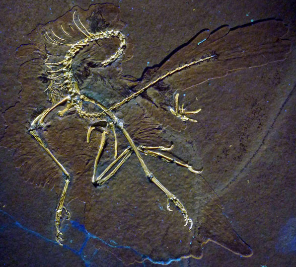 Figure 1. The 11th specimen attributed to Archaeopteryx in situ. See figure 2 for a reconstruction. This specimen remains in private hands without a museum number. 
