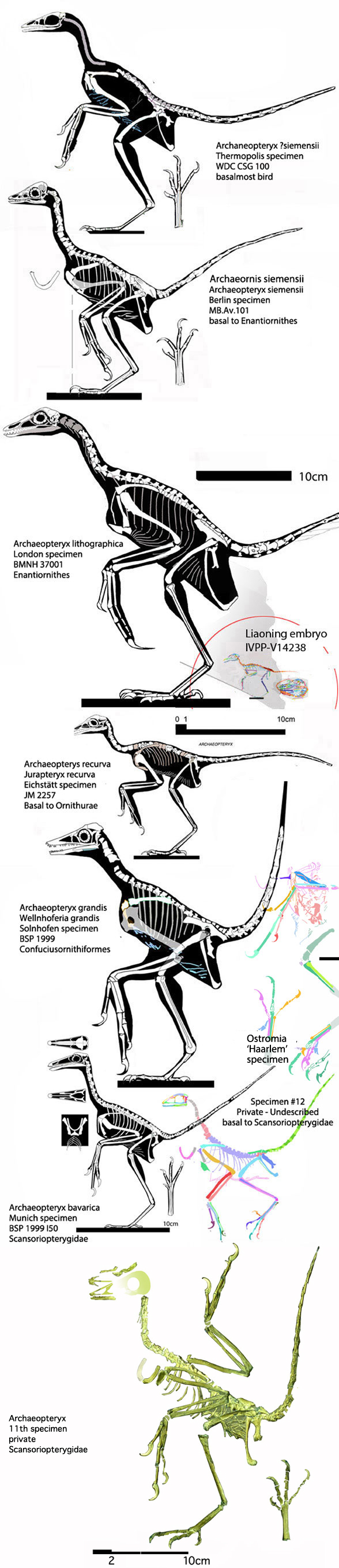 Figure 2. Most of the complete Solnhofen birds, including Archaeopteryx and the eleventh specimen to scale. 