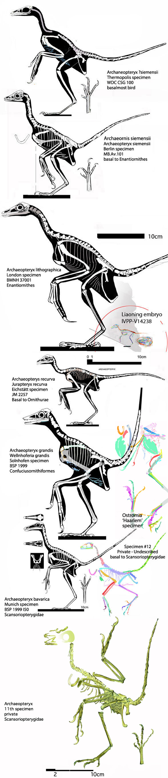 Figure 3. Several Solnhofen birds, including Archaeopteryx, compared to Ostromia to scale.