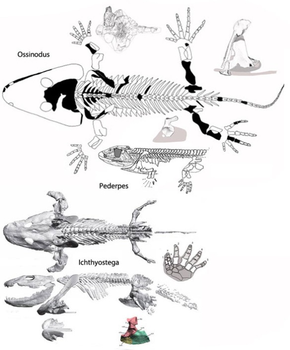 Figure 2. Ossinodus, Pederpes were more primitive than the more aquatic Icthyostega.