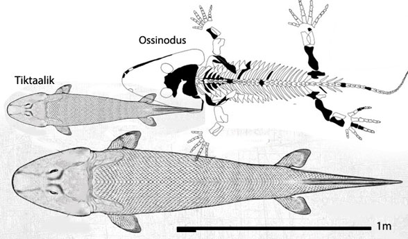 Figure 3. Tiktaalik specimens compared to Ossinodus. 