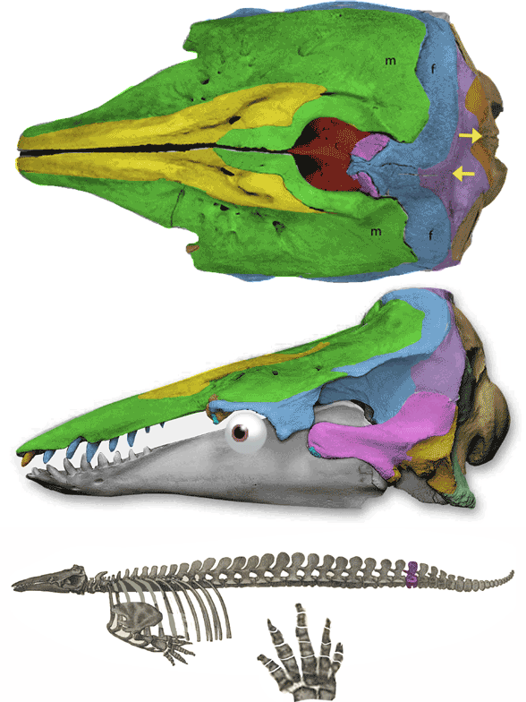 Figure 2. The beluga, Delphinapterus, is closely related to, though less derived than the narwhal, Monodon. More teeth of a regular shape were present in the jaws. Those two yellow arrows indicate a misalignment of the centerline of the top of the occiput vs. the bottom. Compare to figure 3.