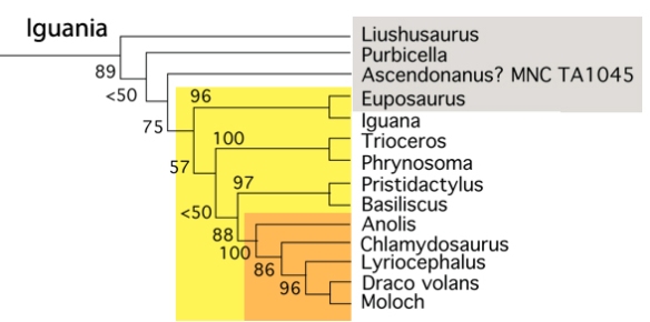 Figure 8. Subset of the LRT focusing on the Iguania. Gray box are extinct taxa. 