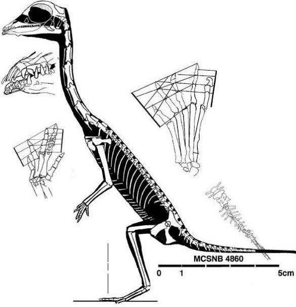 Figure 4. Langobardisaurus bipedal.