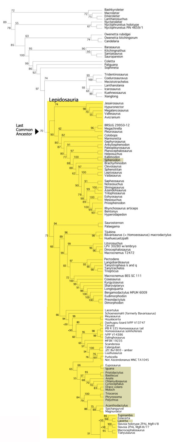 Figure 1. Subset of the LRT focusing on the Lepidosauria. Now the drepanosaur clade lumps with the rhynchocephalians in the crown group. Extant lepidosaurs are in gray.
