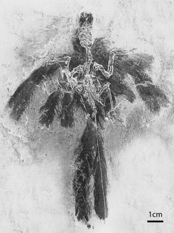 Figure 4. Parargornis feathers and feather halo. 