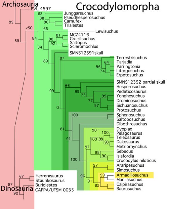 Figure 2. Subset of the LRT focusing on Crocodylomorpha (basal Archosauria) including Armadillosuchus.