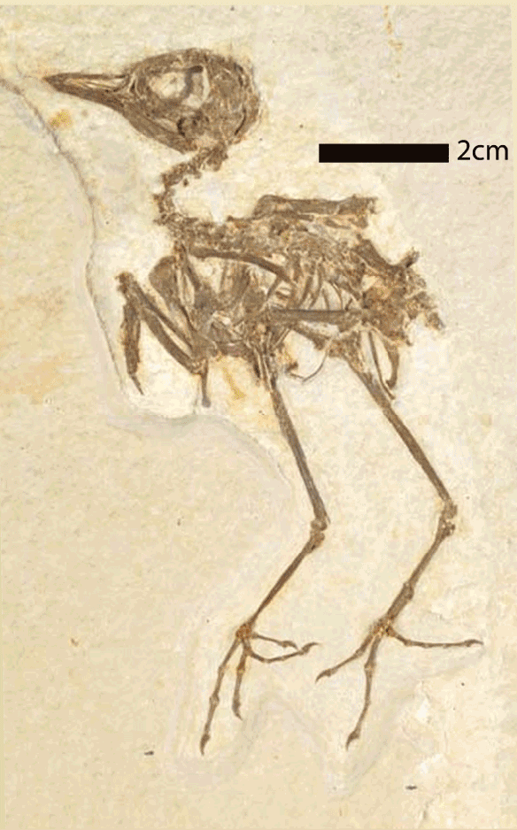 Figure 1. Eozygodactylus in situ with two lighting schemes and bones colorized.
