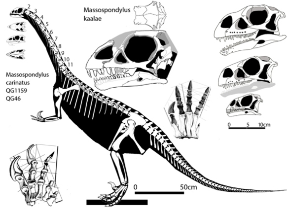 Figure 2. Massospondylus adult and several sub adult and juvenile skulls to scale. 
