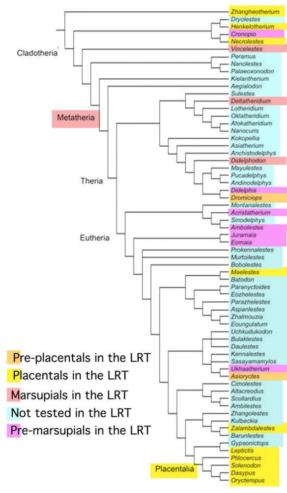 FIgure 8. Cladogram published in Bi et al. 2018 with colors added to show taxa appearing elsewhere in the LRT. As you can see, this is a mess, likely created by too much emphasis on teeth traits, which converge and reverse. 