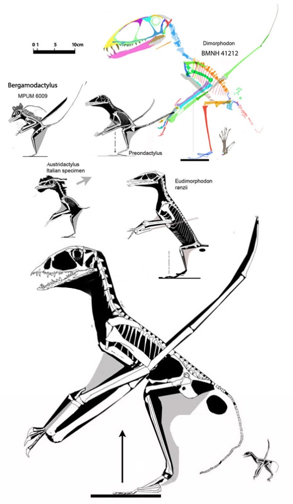 Figure 4. The IVPP embryo anurognathid compared to other basal pterosaurs.