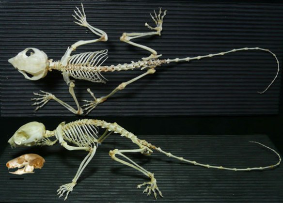 Figure 1. Petaurus breviceps skeleton in two views, plus a skull with mandible, lacking in the skeleton.