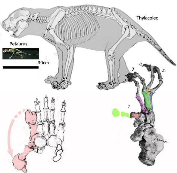 Figure 2. Thylacoleo skeleton compared to Petaurus skeleton to scale.