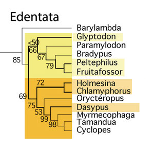 Figure 2. Subset of the LRT focusing on the Edentata. Armored taxa are color tinted and their branches are thicker.