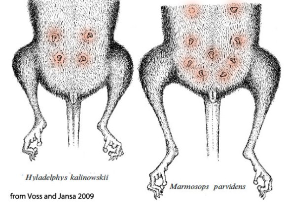 Figure 6. Mammary glands in pouchless marsupials. These taxa have not been tested in the LRT.