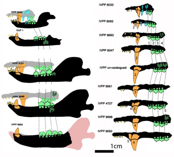 Figure 1. Sinoconodon growth series including jaws and teeth, here colorized from Zhang et al. 1992.
