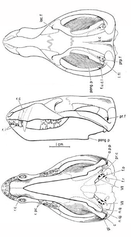 Figure 2. Sinoconodon skull(s) showing some variation in the way they were drawn originally.