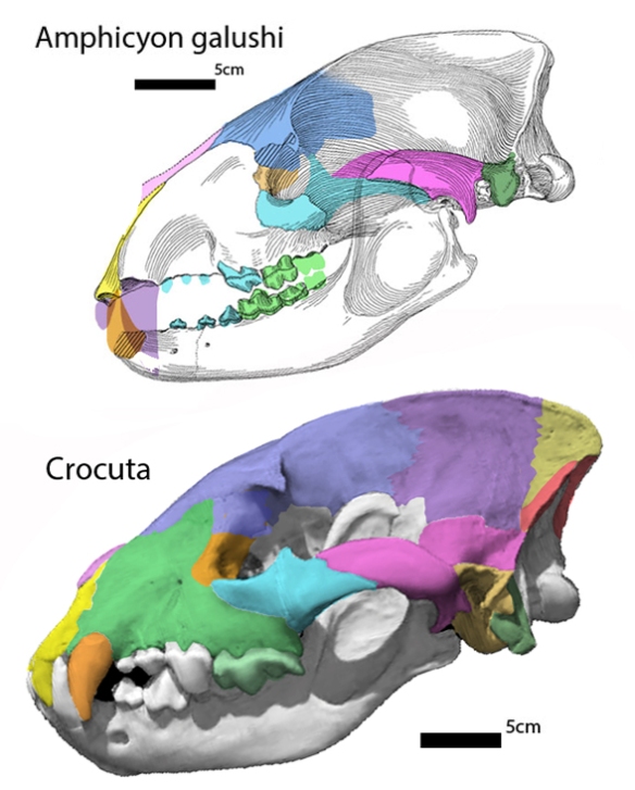 FIgure 2. Amphicyon galuschai nests closer to hyaenas, like Crocuta in the LRT. 